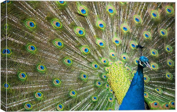 Proud as a Peacock Canvas Print by Tracey Whitefoot
