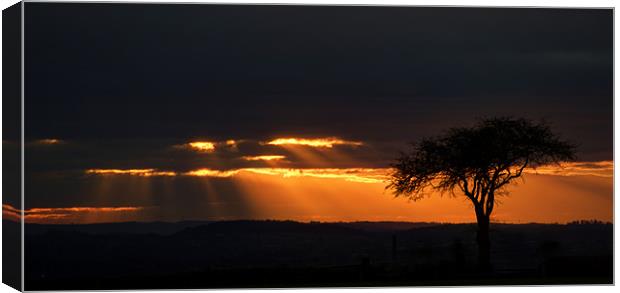 Sunset Rays Canvas Print by Tracey Whitefoot