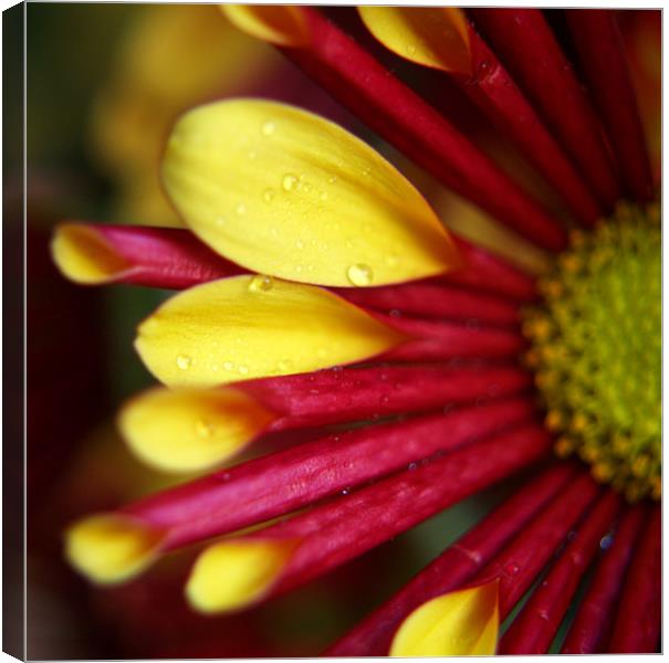 Chrysanthemum Canvas Print by Tracey Whitefoot