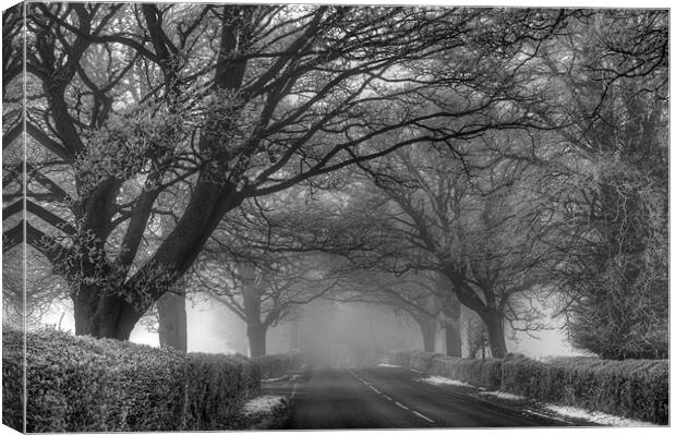 Misty Road Canvas Print by Tracey Whitefoot