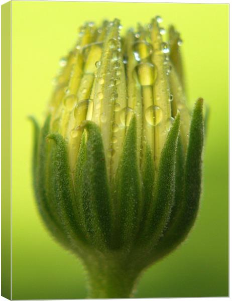 Osteospermum Bud Canvas Print by Tracey Whitefoot