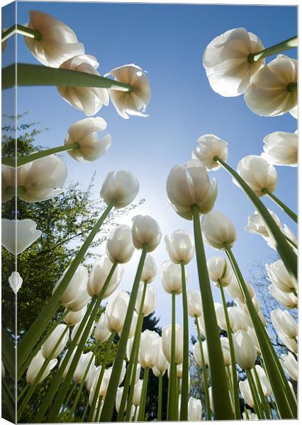 Tulips Canvas Print by Tracey Whitefoot