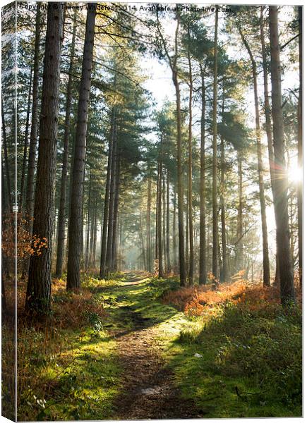 Sherwood Forest Canvas Print by Tracey Whitefoot