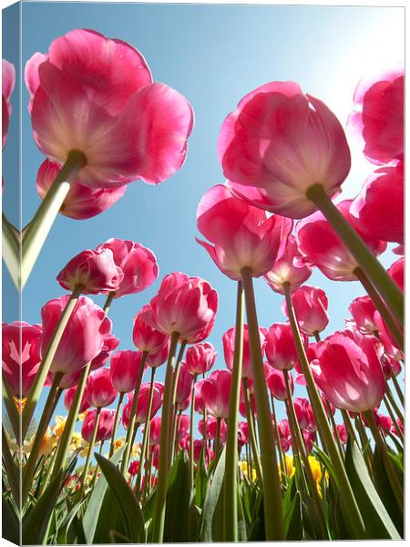 Pink Tulips Canvas Print by Tracey Whitefoot