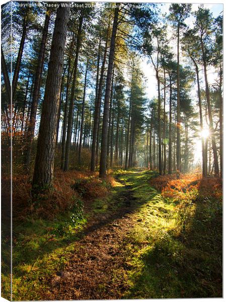Woodland Path  Canvas Print by Tracey Whitefoot