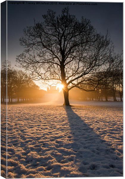 Winter Light & Shadows  Canvas Print by Tracey Whitefoot