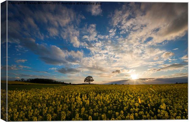 Rapeseed Sunset  Canvas Print by Tracey Whitefoot