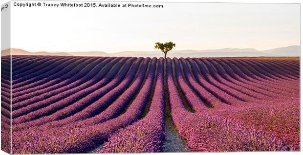  The Valensole Plateau Canvas Print by Tracey Whitefoot
