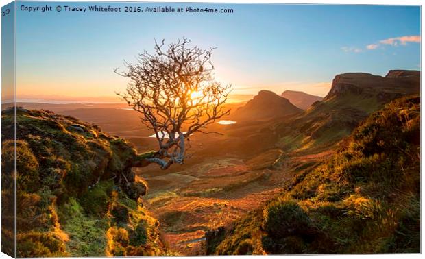 The Quiraing Tree Canvas Print by Tracey Whitefoot