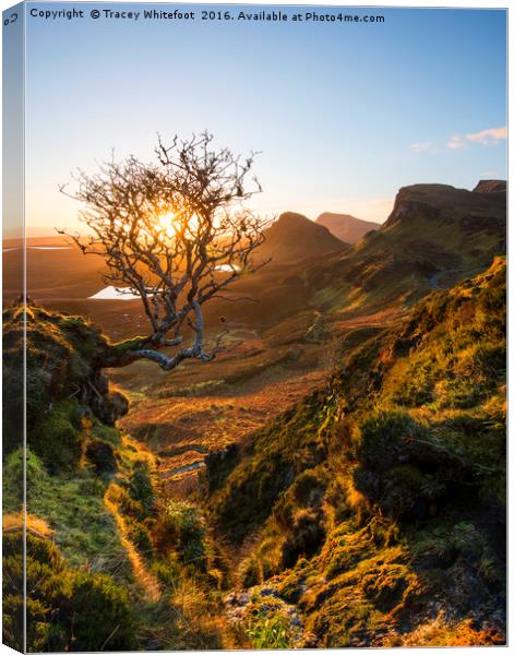 The Quiraing Tree  Canvas Print by Tracey Whitefoot