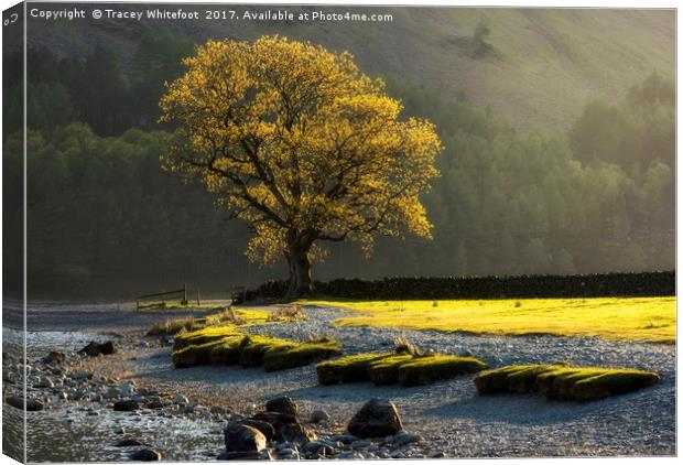 Buttermere Light  Canvas Print by Tracey Whitefoot