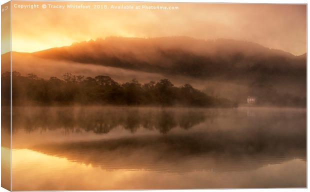 Golden Mist  Canvas Print by Tracey Whitefoot