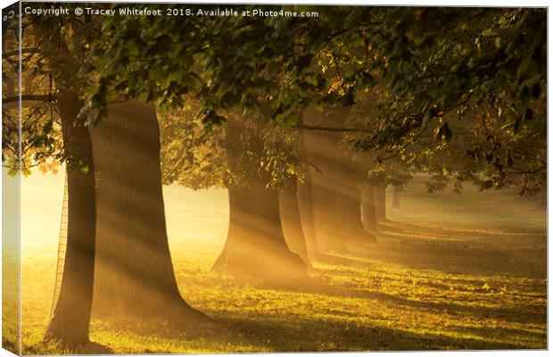 Morning Light  Canvas Print by Tracey Whitefoot