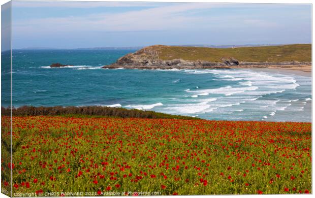 West Pentire Poppies Canvas Print by CHRIS BARNARD