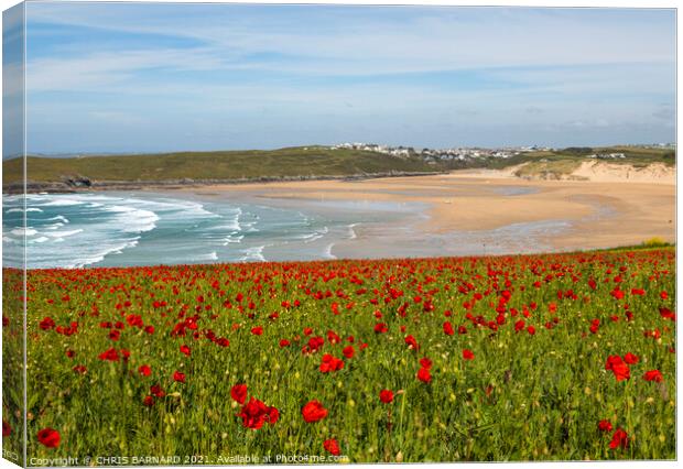 Poppies West Pentire Canvas Print by CHRIS BARNARD