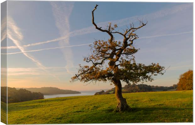 Lone Tree Trelissick Cornwall Canvas Print by CHRIS BARNARD