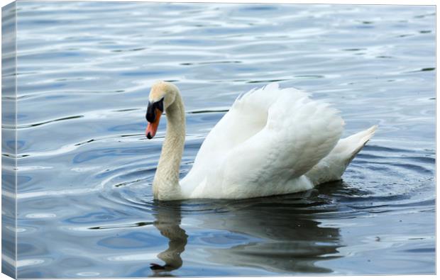 White Swan on Reservoir Canvas Print by CHRIS BARNARD