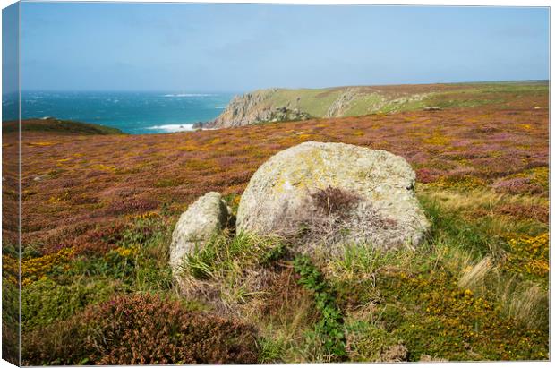 Heather At Pendower Cove Canvas Print by CHRIS BARNARD