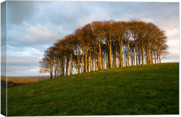 The Nearly Home Trees Canvas Print by CHRIS BARNARD