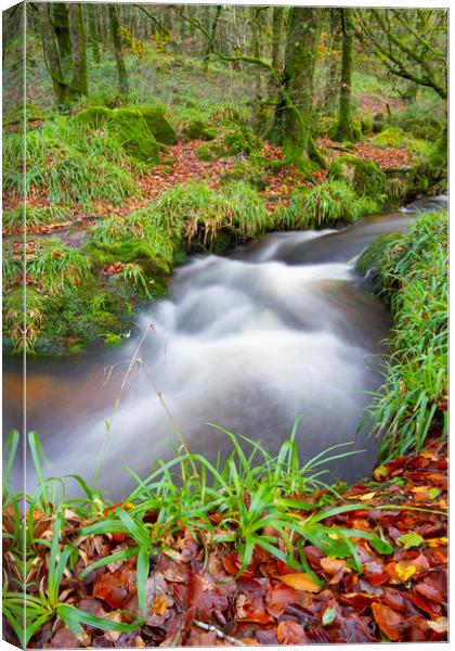 Golitha Woods Cornwall Canvas Print by CHRIS BARNARD