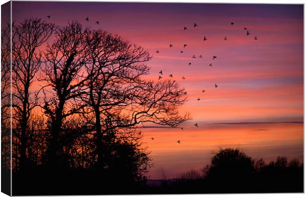 Home to Roost Canvas Print by steve weston