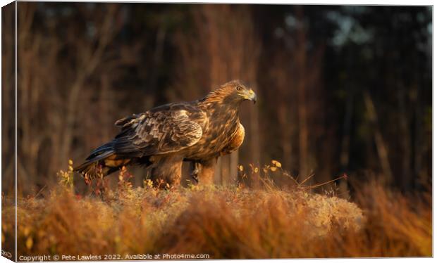 Golden Eagle Canvas Print by Pete Lawless