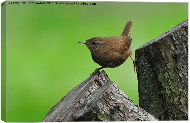 Wren (Troglodytidae) Canvas Print by Pete Lawless