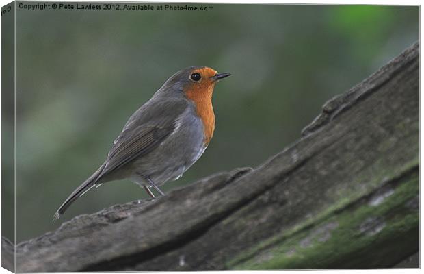 Robin (Erithacus rubecula) Canvas Print by Pete Lawless