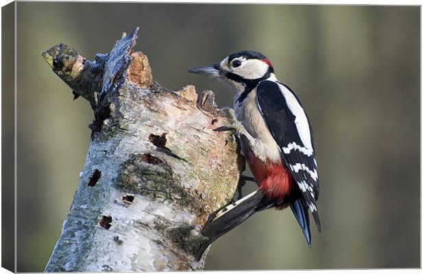 Greater Spotted Woodpecker (Dendrocopos major) Canvas Print by Pete Lawless