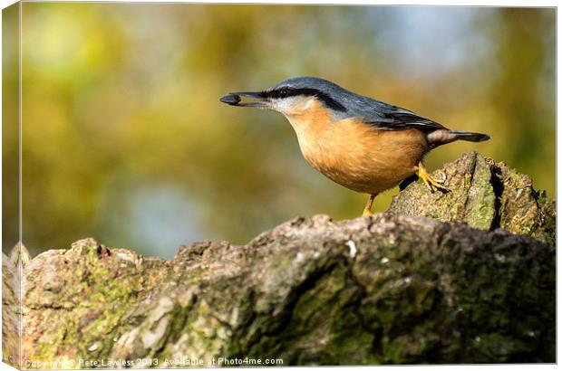 Eurasian Nuthatch Canvas Print by Pete Lawless