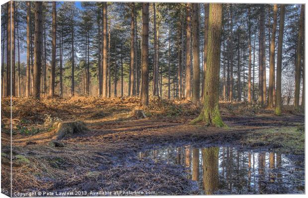 Forest Walk, Delamere Cheshire Canvas Print by Pete Lawless