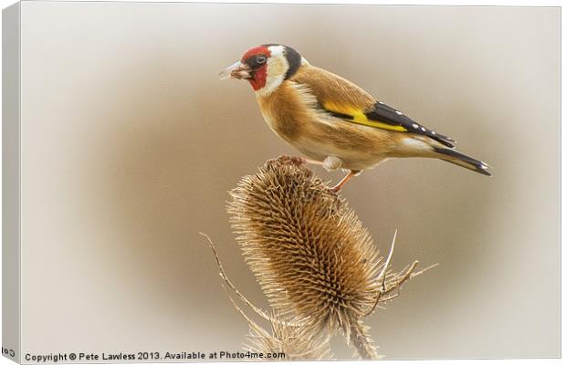 Goldfinch (Carduelis carduelis) Canvas Print by Pete Lawless