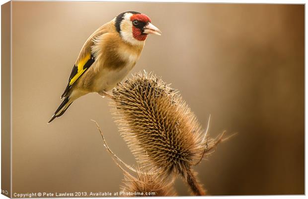 Goldfinch (Carduelis carduelis) Canvas Print by Pete Lawless