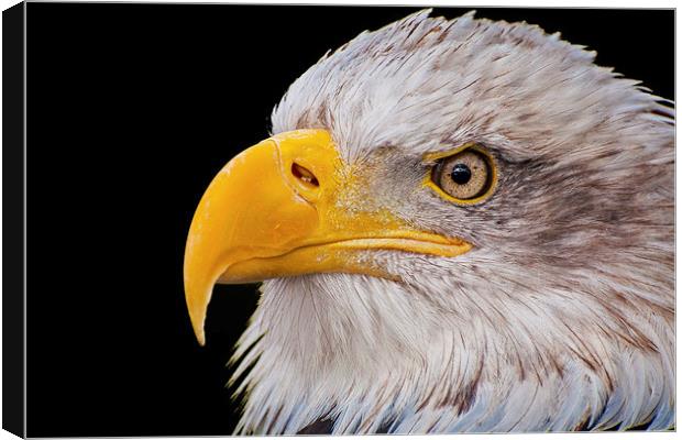 American Bald Eagle (Haliaeetus leucocephalus) Canvas Print by Pete Lawless