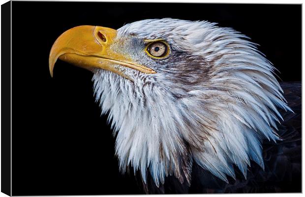 American Bald Eagle (Haliaeetus leucocephalus) Canvas Print by Pete Lawless