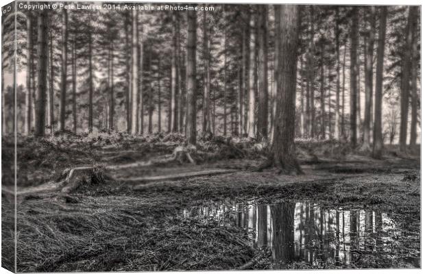  The Forest Canvas Print by Pete Lawless