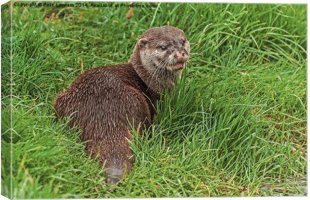  Otter Canvas Print by Pete Lawless
