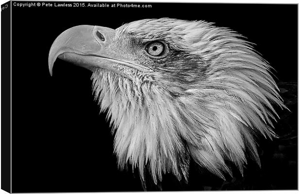  American Bald Eagle (Haliaeetus leucocephalus) Canvas Print by Pete Lawless