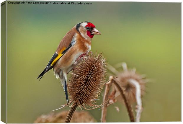  Goldfinch (Carduelis carduelis) Canvas Print by Pete Lawless