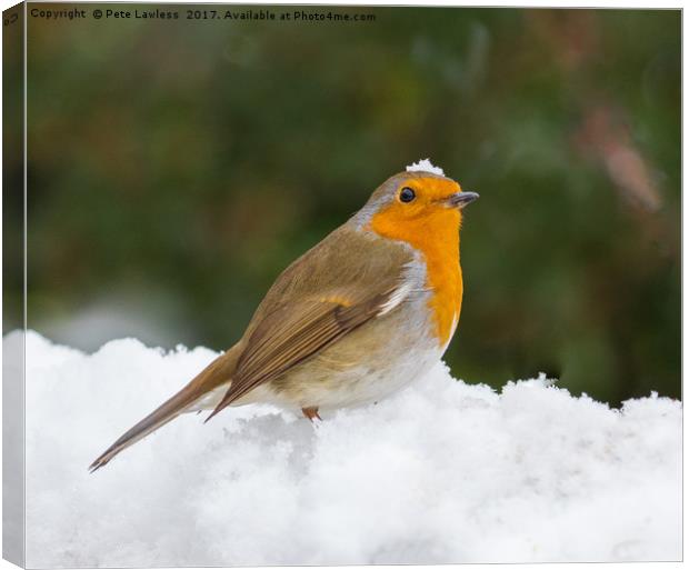 Christmas Robin Canvas Print by Pete Lawless