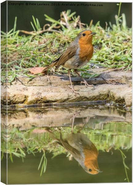 Robin Reflection Canvas Print by Pete Lawless