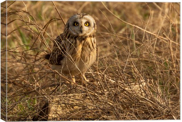 Short Eared Owl Canvas Print by Pete Lawless