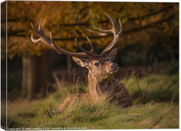 Red Deer Stag Portrait Others  Canvas Print by Pete Lawless