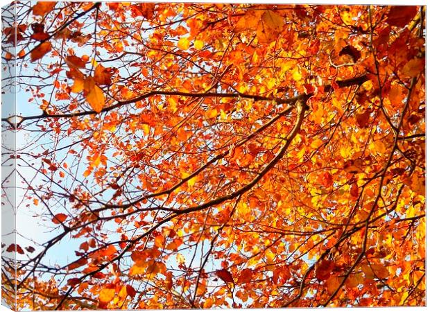 Orange Yellow Autumn Leaves Canvas Print by Liz Shewan