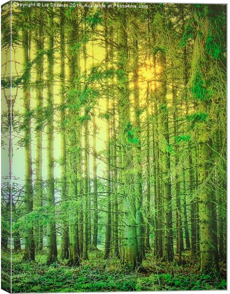  Magical Woodland Canvas Print by Liz Shewan