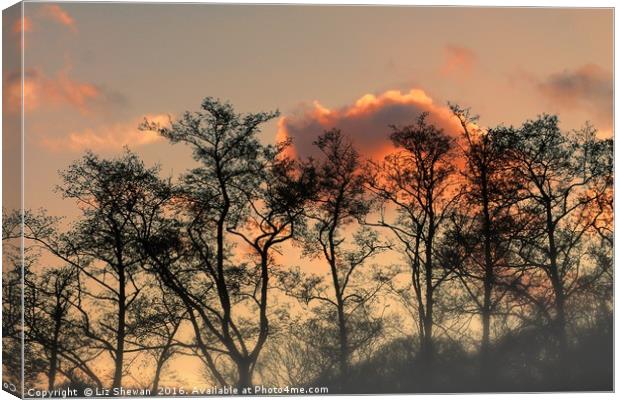 Sunset Glory and Tree Silouettes - Art in Nature Canvas Print by Liz Shewan