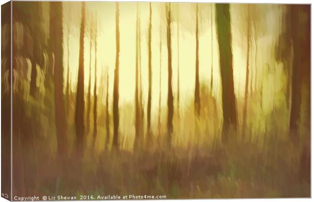 Magical Woodland Shining Light Canvas Print by Liz Shewan