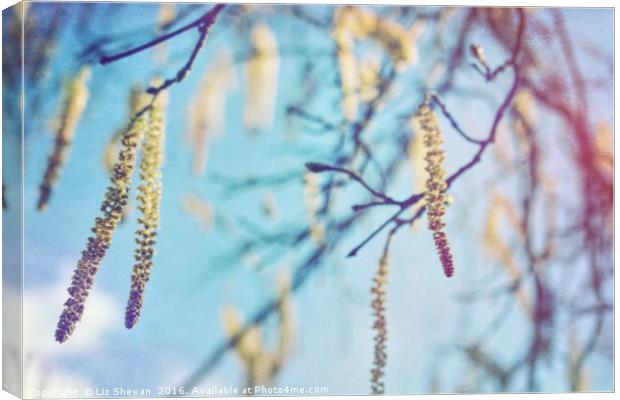 Catkins to Announce the Arrival of Spring Canvas Print by Liz Shewan