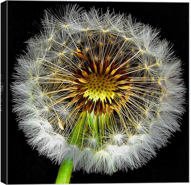 Dandelion Light Canvas Print by Mark  F Banks