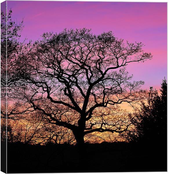 Tree Silhouette At Sunset Canvas Print by Mark  F Banks